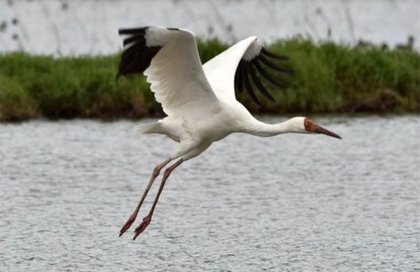 Siberian crane, crane Bird, Etawah, Uttar Pradesh, siberian crane migration