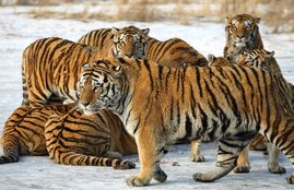 tiger, tigers, big cats, endangered species, india, russia, indonesia, cambodia, extinction