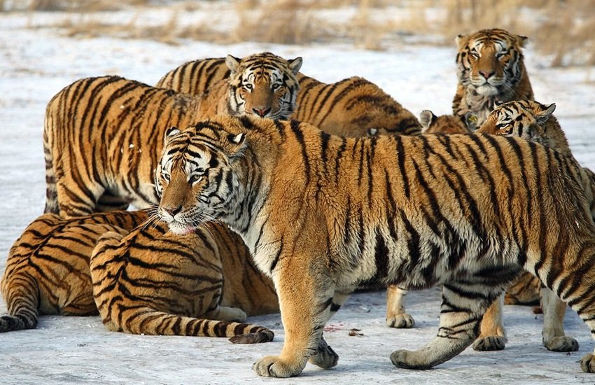 tiger, tigers, big cats, endangered species, india, russia, indonesia, cambodia, extinction