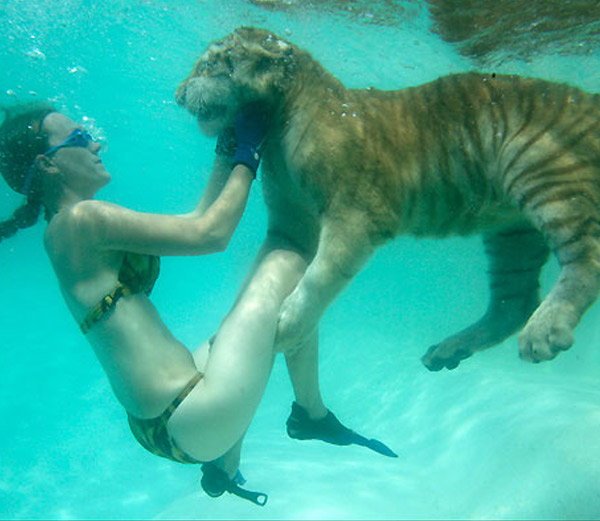 moksha bybee, "King,swimmers,How,orangutan,Suryia,loves,summer,dip,trainer, moksha bybee, liger expert moksha bybee, iger-expert-moksha-bybee photos, latest photos of iger-expert-moksha-bybee