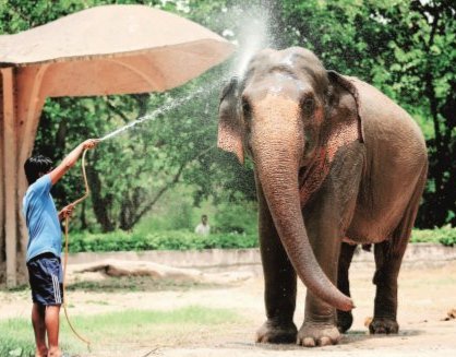 Delhi, Delhi zoo, Delhi zoo animals, Delhi animals