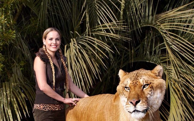 moksha bybee, "King,swimmers,How,orangutan,Suryia,loves,summer,dip,trainer, moksha bybee, liger expert moksha bybee, iger-expert-moksha-bybee photos, latest photos of iger-expert-moksha-bybee