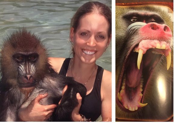 moksha bybee, "King,swimmers,How,orangutan,Suryia,loves,summer,dip,trainer, moksha bybee, liger expert moksha bybee, iger-expert-moksha-bybee photos, latest photos of iger-expert-moksha-bybee