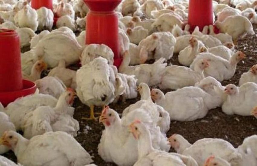Karnataka Bird flu, Chicken killed in Karnataka, Karnataka H5N1 Virus, Karnataka Bird flu Alert, Karnataka Chicken H5N1, Bird Flu H5N1 Karnataka Karnataka Bird flu, Chicken killed in Karnataka, Karnataka H5N1 Virus, Karnataka Bird flu Alert, Karnataka Chicken H5N1, Bird Flu H5N1 Karnataka