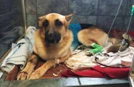 dog, rattlesnake, save, 7-year-old girl, america
