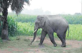 Sri Lanka, Judge, Elephant Calf, Elephant