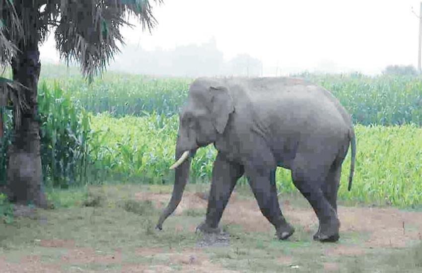 Sri Lanka, Judge, Elephant Calf, Elephant Sri Lanka, Judge, Elephant Calf, Elephant
