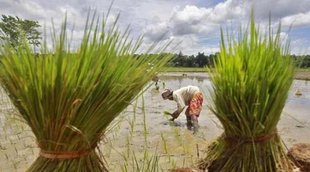 Banda up news, Banda news, UP Banda news, Banda Farmer news, Banda farmer suicide, farmer bank loan