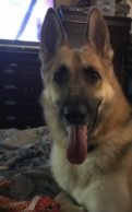 Dog braves bites, saves owner’s daughter from rattlesnake 1