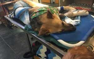 Dog braves bites, saves owner’s daughter from rattlesnake 1