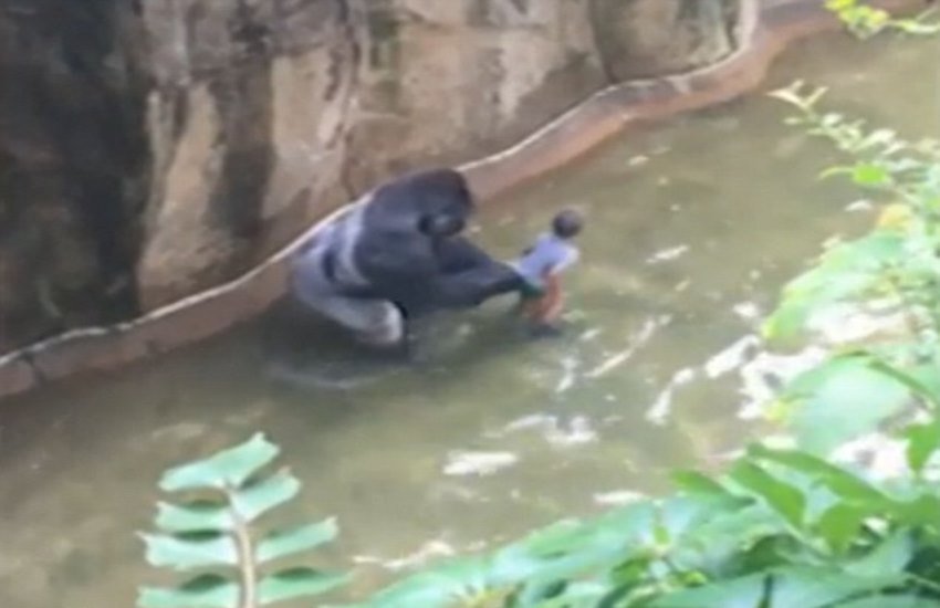Gorilla, Gorilla Enclosure,Boy fell in Gorilla Enclosure,Boy and Gorilla,Boy vs Gorilla,Cicinati zoo,Thrilling Videos