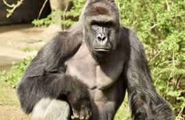 Gorilla, Gorilla Enclosure,Boy fell in Gorilla Enclosure,Boy and Gorilla,Boy vs Gorilla,Cicinati zoo,Thrilling Videos