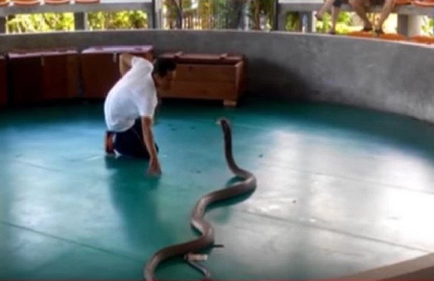 Huge Cobra, Biggest Cobra, Cobra video