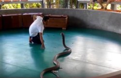 Viral Video: सपेरा की परफॉर्मेंस के दौरान भीड़ में पहुंचा जहरीला कोबरा