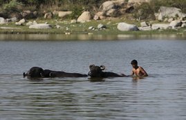 Heatwave, Sunstroke, Telangana heat, India Heat Pics, Odisha heatwave,Hyderabad Heatwave, Heatwave deaths, heatwave claims life, Odisha temperature, Telangana temperature, india heat news