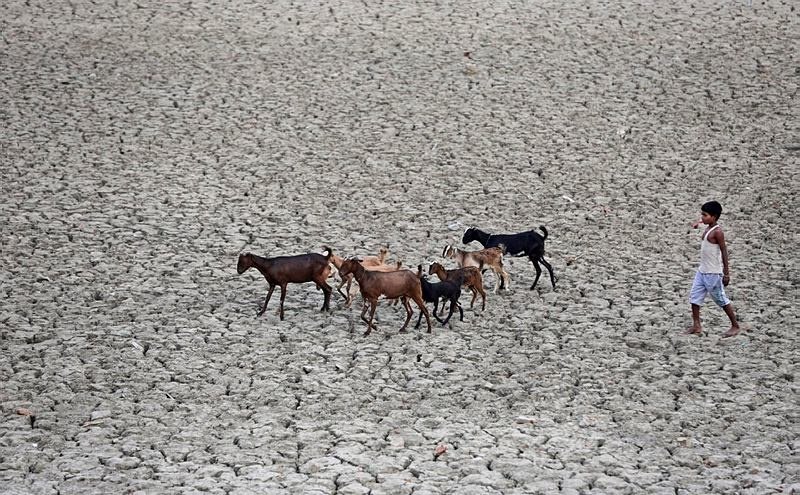 Heatwave, Sunstroke, Telangana heat, India Heat Pics, Odisha heatwave,Hyderabad Heatwave, Heatwave deaths, heatwave claims life, Odisha temperature, Telangana temperature, india heat news