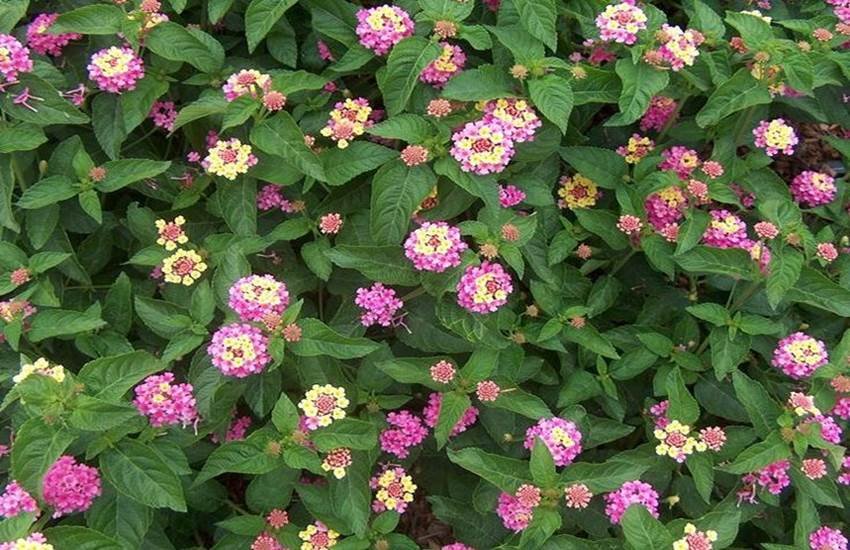 Lantana Camara, Lantana Camara Flower, Uttarakhand, Agriculture, Lantana Camara Agriculture land