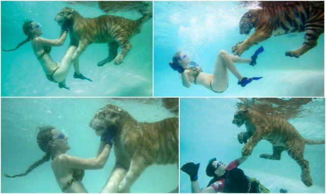 moksha bybee, "King,swimmers,How,orangutan,Suryia,loves,summer,dip,trainer, moksha bybee, liger expert moksha bybee, iger-expert-moksha-bybee photos, latest photos of iger-expert-moksha-bybee