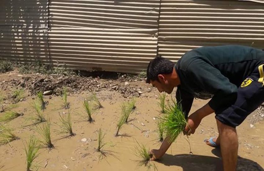 kashmir protest, kashmir bad road, poor roads kashmir, unique protest kashmir, kashmir villagers paddy protest