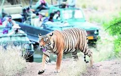 विदेशी प्रतिनिधिमंडल ने पन्ना टाइगर रिजर्व का अध्ययन किया