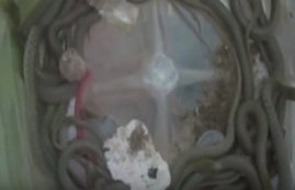 Lakhimpur Kheri, bizarre incident, SNAKES IN THE HOUSE, SNAKES, Uttar Pradesh news, Lahimpur Kheri news