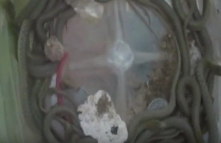 Lakhimpur Kheri, bizarre incident, SNAKES IN THE HOUSE, SNAKES, Uttar Pradesh news, Lahimpur Kheri news