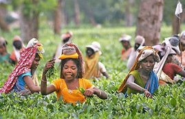 Tea Garden jalpaiguri, Tea Garden Shut Down, jalpaiguri North Bengal, West Bengal