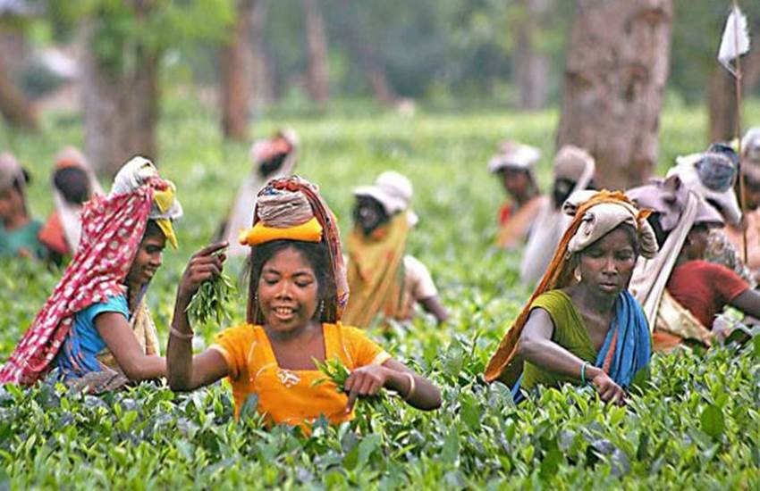 Tea Garden jalpaiguri, Tea Garden Shut Down, jalpaiguri North Bengal, West Bengal