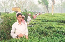 NCERT Tea Chapter, Tea Lesson NCERT Book