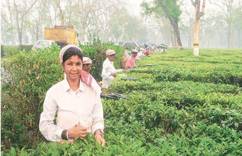 NCERT Tea Chapter, Tea Lesson NCERT Book