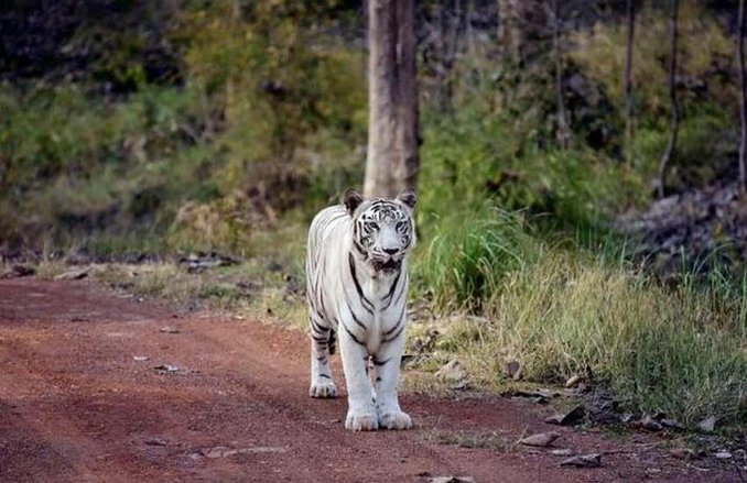 केंद्र ने म.प्र. सरकार से कहा, ‘मोगली भूमि’ में बाघ सफारी रोकें