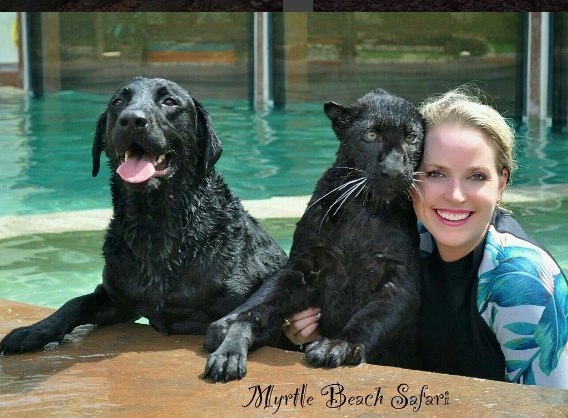 moksha bybee, "King,swimmers,How,orangutan,Suryia,loves,summer,dip,trainer, moksha bybee, liger expert moksha bybee, iger-expert-moksha-bybee photos, latest photos of iger-expert-moksha-bybee