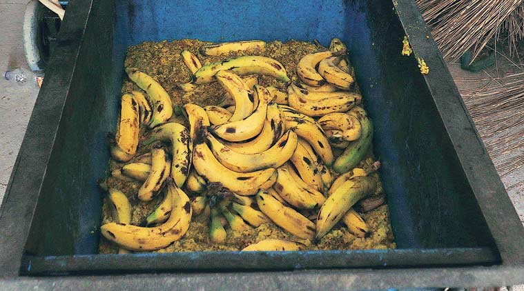 Delhi, Delhi zoo, Delhi zoo animals, Delhi animals