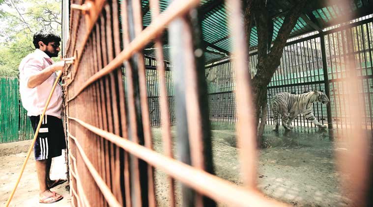 Delhi, Delhi zoo, Delhi zoo animals, Delhi animals