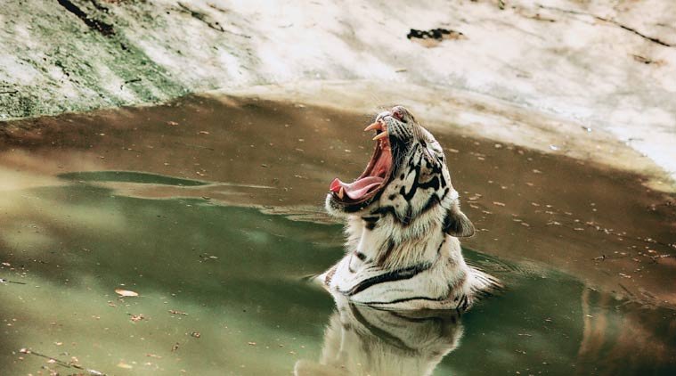 Delhi, Delhi zoo, Delhi zoo animals, Delhi animals