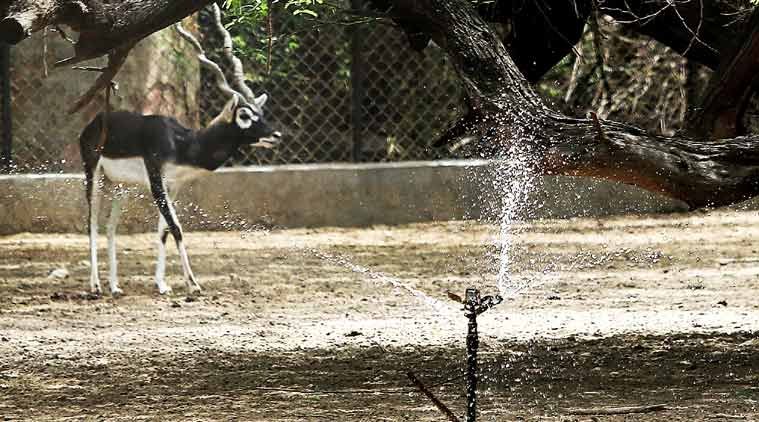 Delhi, Delhi zoo, Delhi zoo animals, Delhi animals