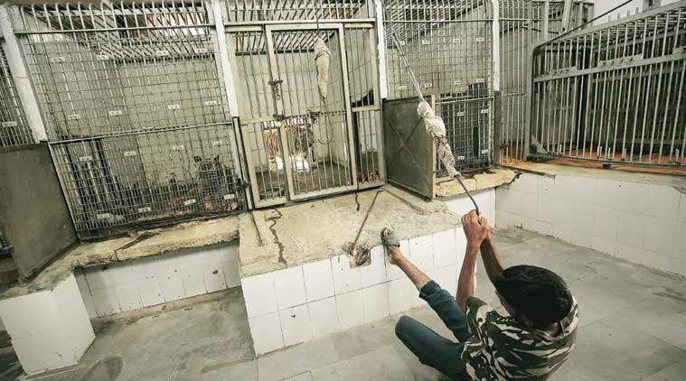 Delhi, Delhi zoo, Delhi zoo animals, Delhi animals