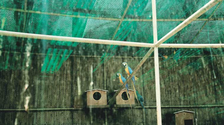 Delhi, Delhi zoo, Delhi zoo animals, Delhi animals