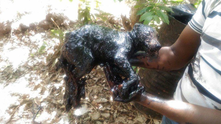 threw a stray dog, drum of tar