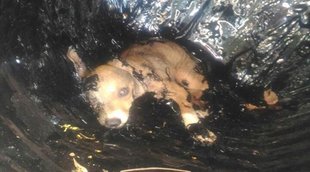 threw a stray dog, drum of tar