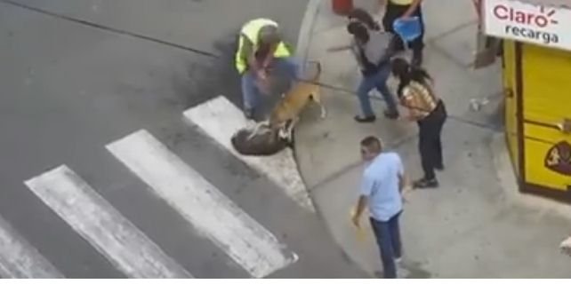 VIRAL VIDEO: सड़क पर भिड़े दो कुत्तों ने तोड़ी दुश्मनी की सारी हदें, स्प्रे,लात,डंडे खाकर भी नहीं हुए अलग