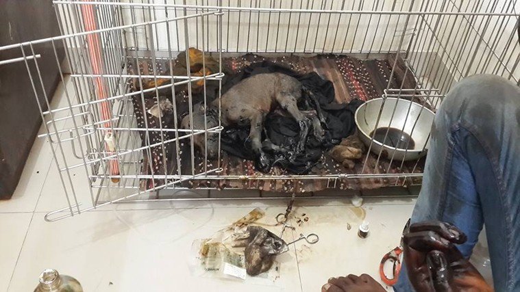 threw a stray dog, drum of tar
