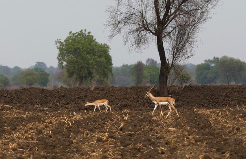 Marathwada, Marathwada Water Crisis, Water Crisis, drought, drought photos, drought in Marathwada, Marathwada region, latur, latur drought, Marathwada drought, drought in india, drought photos, drought maharastra, Water Crisis in india