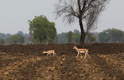 जानकारीः कौन कैसे जूझता है गरमी से