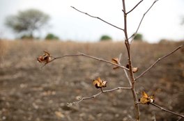 drought, india, Maharashtra, government, rain, agriculture, india news