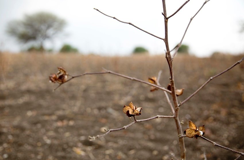 drought, india, Maharashtra, government, rain, agriculture, india news