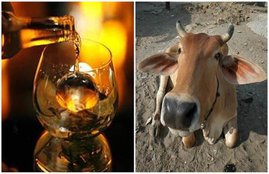 punjab, punjab tax, punjab cow tax, punjab liquor, punjab liquor tax, cow tax, gau sewa cess, punjab news, india news, cow tax in punjab, gau sewa cess punjab