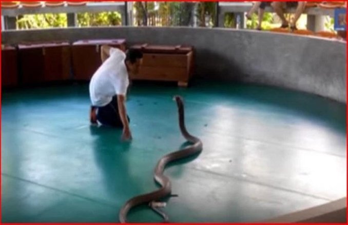 Viral Video: आदमी ने 9 फीट लंबे कोबरा को किया किस तो भीड़ में घुसा सांप