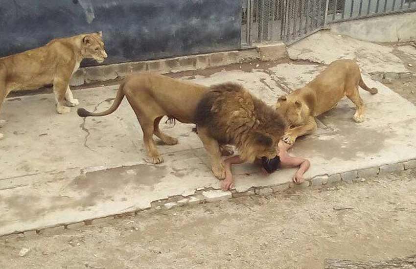 Chile Zoo, Lions, Suicide, Zoo enclosure, lions killed, Alejandra Montalba, Santiago Metropolitan Zoo