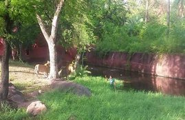 Hydrabad,Lioness,Nehru zoological park, हैदराबाद,शेरनी,नेहरू जैविक उद्यान,